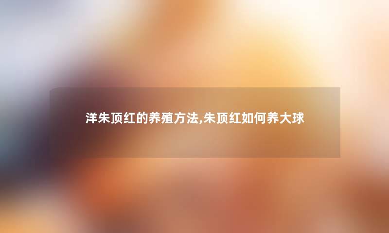 洋朱顶红的养殖方法,朱顶红如何养大球